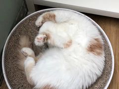 -滚猫咖啡·猫咖·猫友好撸猫(未来城店)
