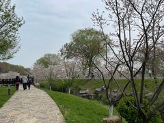 -羊山湖公园