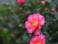 -贡湖湾湿地公园