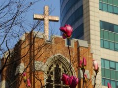 西藏中路上的玉兰-沐恩堂