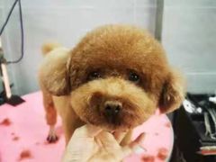 -宠福鑫康馨动物医院·骨科·眼科