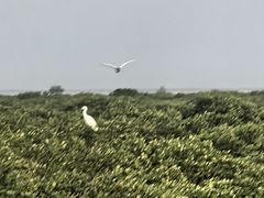 -北海金海湾红树林生态旅游区