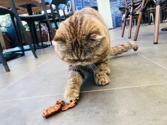 -财神鸡煲(华强北店)