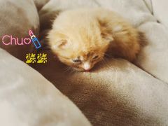-美联众合爱康动物医院•复杂内科•肿瘤科•牙科•腔镜诊疗中心