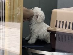 -四月宠物医院·猫专科·心脏专科·内科(转塘店)