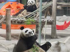 -栾川竹海野生动物园