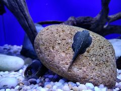 -上海海洋水族馆