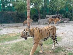 -上海野生动物园老虎餐厅