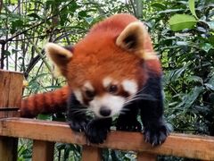 -都江堰中华大熊猫苑