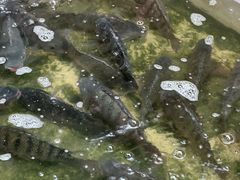 -渔遭殃鱼馆(黄桷垭店)