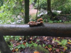 -莫里热带雨林景区