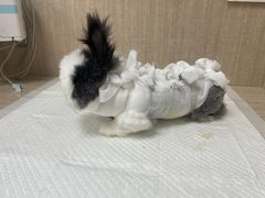 -北京观赏动物医院·24小时大型综合·猫专科·异宠专科