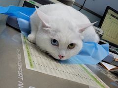 -纳吉亚猫专科动物诊疗中心(蒋宅口分院)