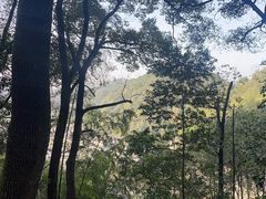 -南山植物园