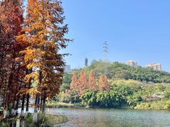 -重庆彩云湖湿地公园