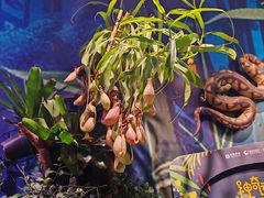 -正佳雨林生态植物园
