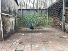 -长白岛森林公园