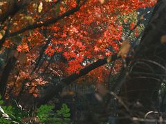 -秋霞圃