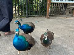 -合肥野生动物园