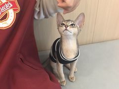 -瑞派·关忠动物医院·猫专科·犬专科(三环新城店)