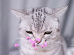 -FAELING PETS美天灵宠物(富力广场店)