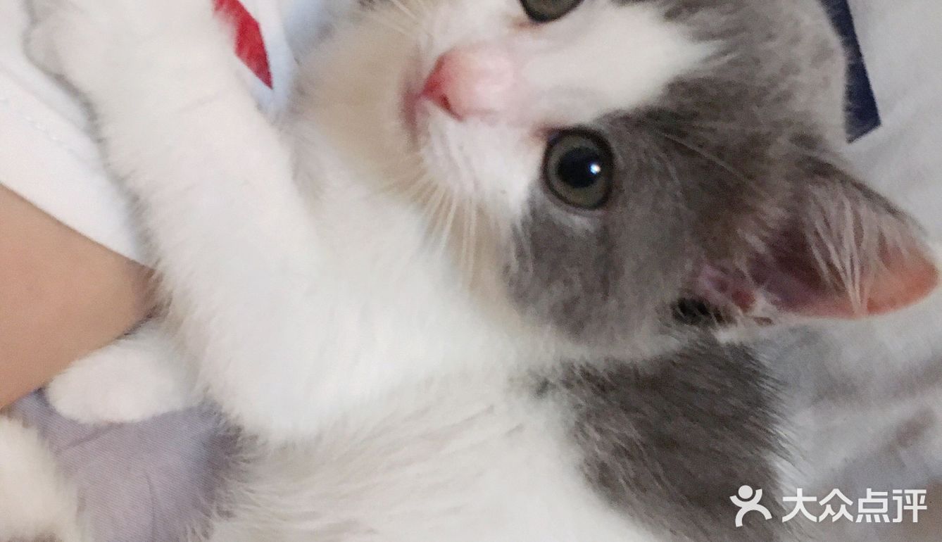 终于也变成了铲屎官[爱心]