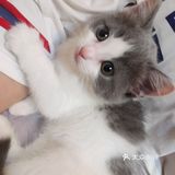 终于也变成了铲屎官[爱心]