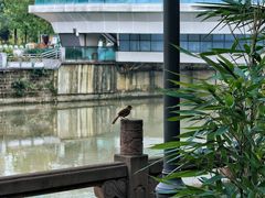 -成都市活水公园