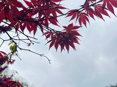 -阳澄湖半岛旅游度假区