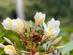 -三亚南山文化旅游区