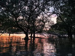 -宝安西湾红树林湿地公园