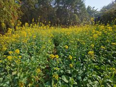 -神光山国家森林公园