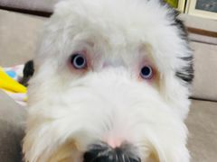 -宠福鑫康馨动物医院·骨科·眼科