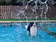 -汪说喵讲宠物乐园宠物酒店(红星美凯龙店)