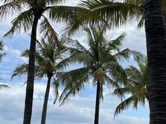 -红树湾(地铁站)