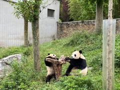 -卧龙中华大熊猫苑神树坪基地