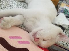 -纳吉亚猫专科动物诊疗中心(蒋宅口分院)