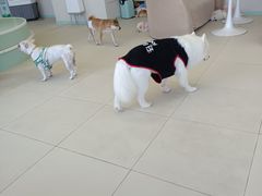 -怪兽屋·羊驼·猫咖·狗咖(俊华广场店)