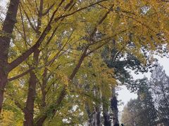 -三里屯东五街银杏大道