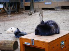 -宫城藏王狐狸村