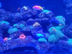 -暹罗海洋世界