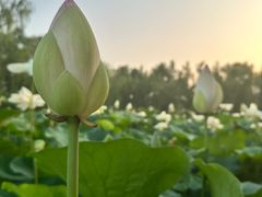 -莲花池公园