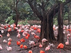 -广州长隆野生动物世界