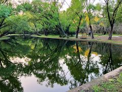 -上海共青森林公园