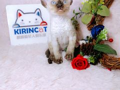 -十年猫舍·猫咪专门店(普陀店)