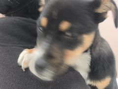 -瑞鹏宠物医院·超声·骨科·奇麟分院(蜀都万达店)