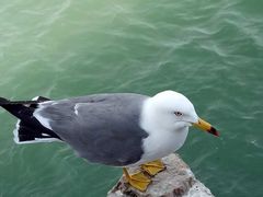 -海驴岛(荣成市)