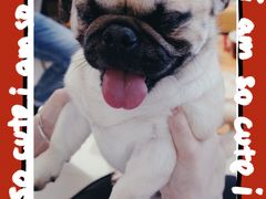 -喜柴咖啡·柴犬狗咖