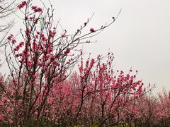 -洨河生态公园