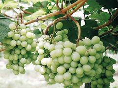 -马陆小张葡萄园农家乐